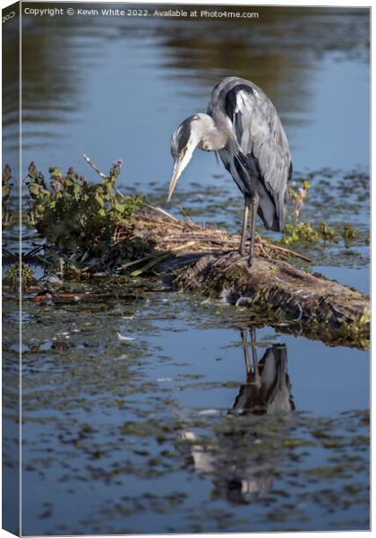 Grey Heron looking intensely waiting for fish to appear Canvas Print by Kevin White