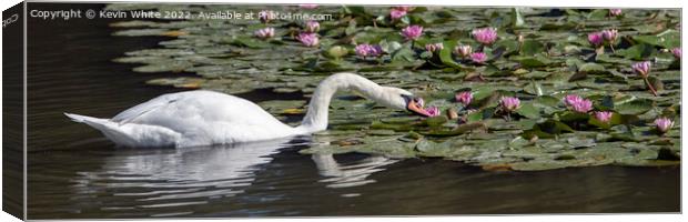 Swan eating through Lilly Pads Canvas Print by Kevin White