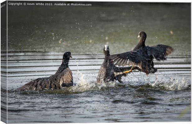 Coots in a big fight Canvas Print by Kevin White