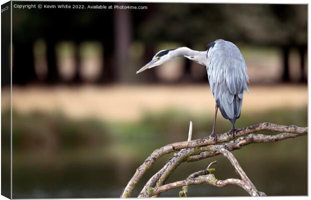Stealth like pose of a hungry heron Canvas Print by Kevin White