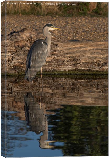 Grey heron with reflected light Canvas Print by Kevin White