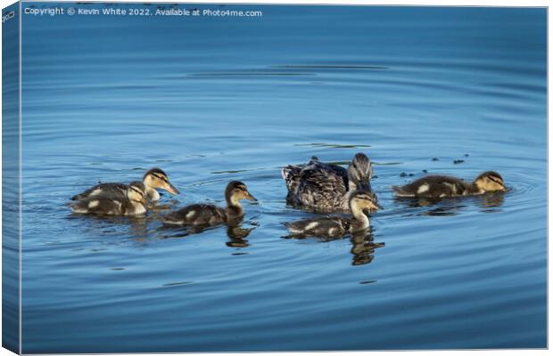 Mallard duck with her five ducklings Canvas Print by Kevin White