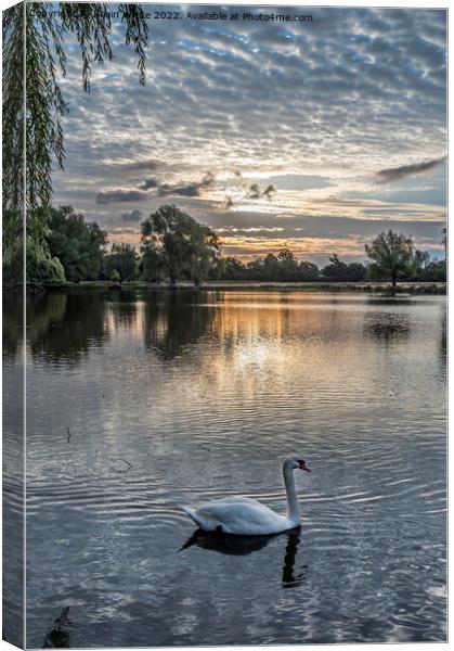 Swan swimming by with sunrise behind Canvas Print by Kevin White