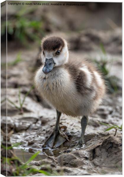 Egyptian gosling looking cute Canvas Print by Kevin White