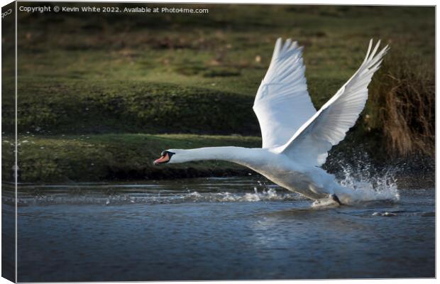 Power of the swan Canvas Print by Kevin White