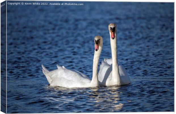 Pair of white swans Canvas Print by Kevin White