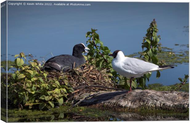 Black headed gull and Coot Canvas Print by Kevin White