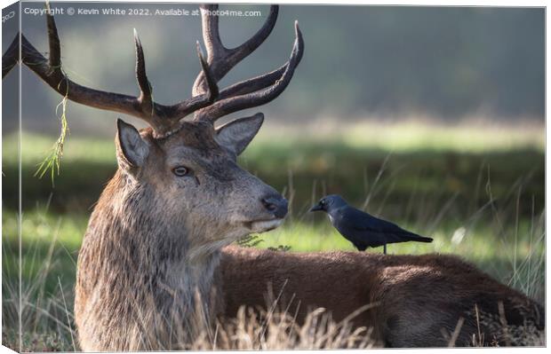 Stag and his tick collector Canvas Print by Kevin White