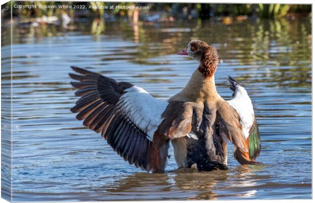 Egyptian goose landing on water Canvas Print by Kevin White