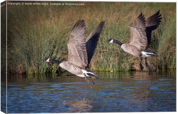Canadian geese flying over local pond Canvas Print by Kevin White