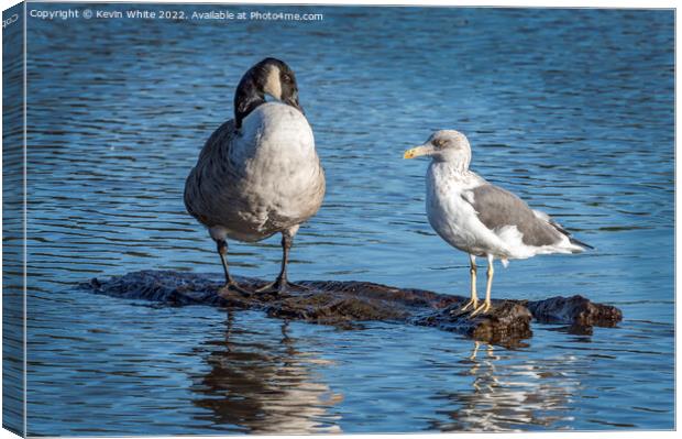 Goose and gull sharing Canvas Print by Kevin White