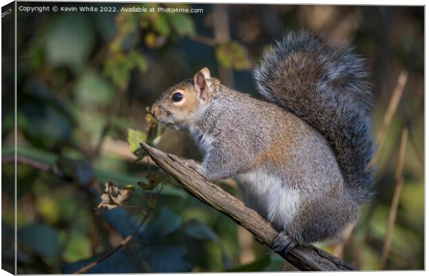 Looking cute squirrel Canvas Print by Kevin White