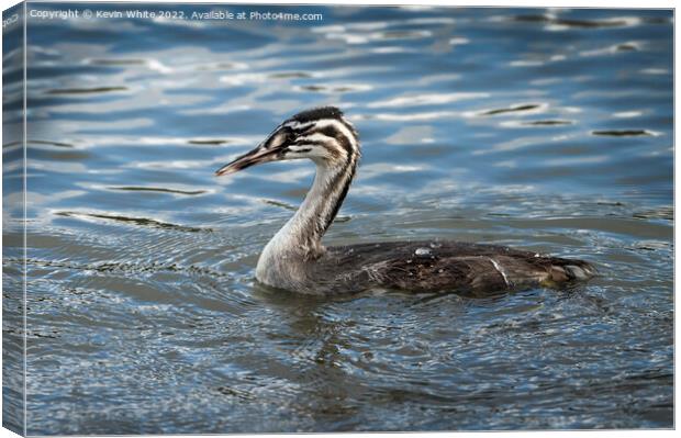 Juvenile Great Crested Grebe Canvas Print by Kevin White