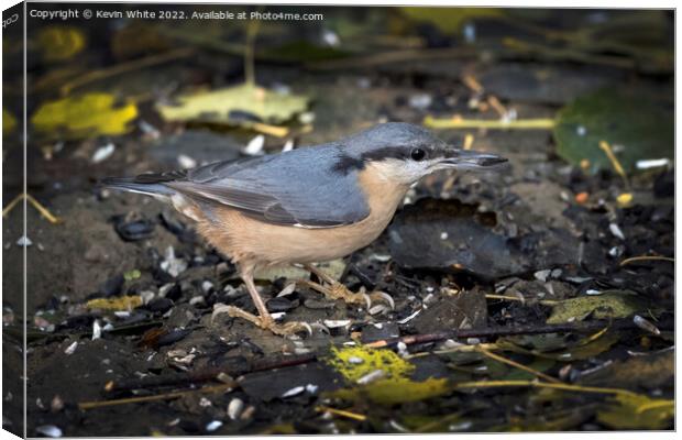 Nuthatch has found a nut to eat Canvas Print by Kevin White