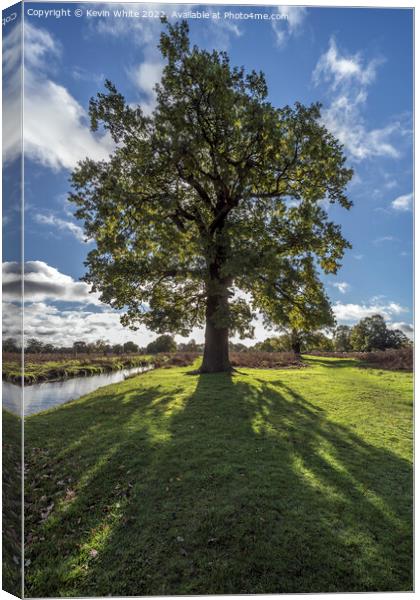 Under the shadow of the Oak Canvas Print by Kevin White