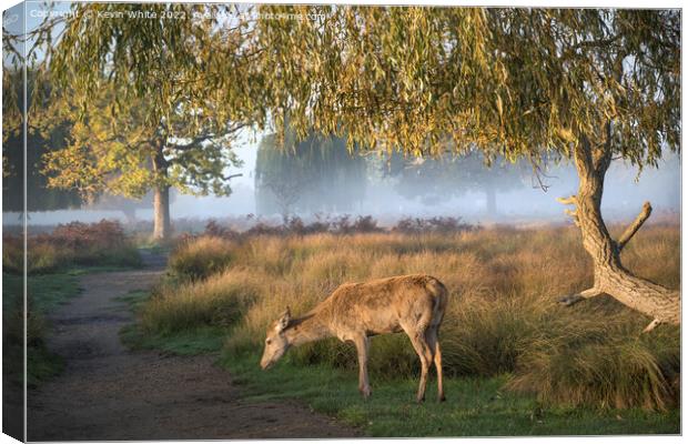 Young female deer early misty sunny morning Canvas Print by Kevin White