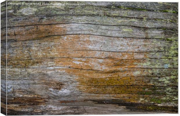 There is beauty in natures rotting wood Canvas Print by Kevin White