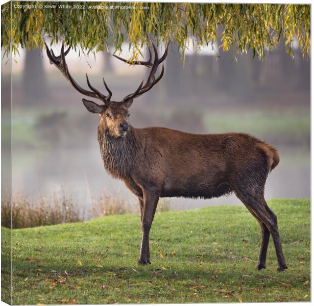 Portrait of a male Red Deer Canvas Print by Kevin White