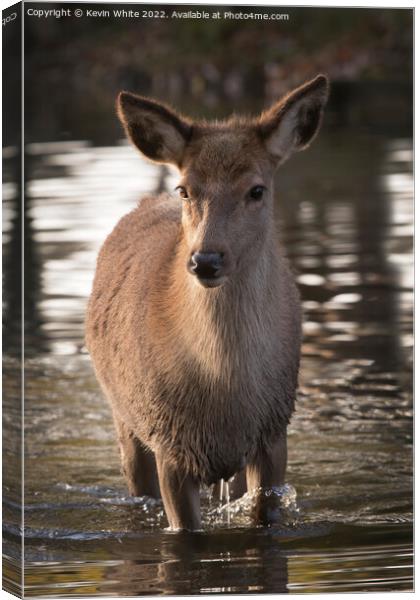 First dip in water for young red deer Canvas Print by Kevin White