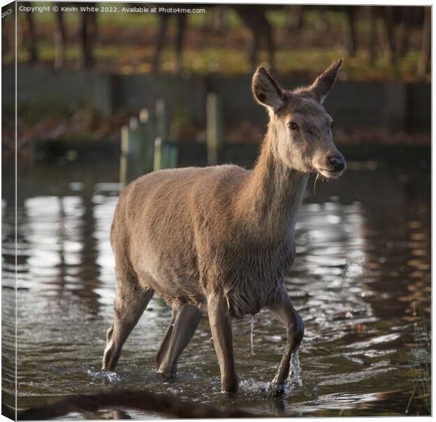First deer to cross the water Canvas Print by Kevin White