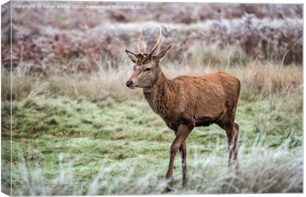 Young stag on the move Canvas Print by Kevin White