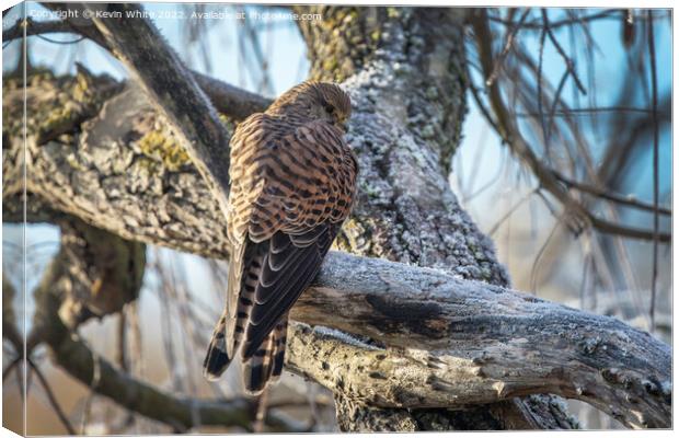 Female Kestrel braving the frost Canvas Print by Kevin White