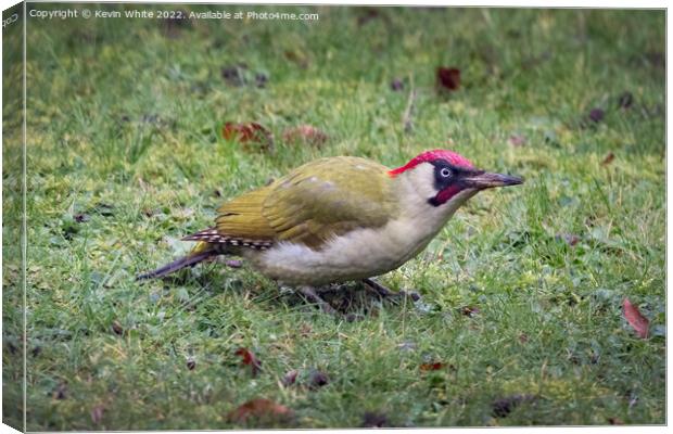 Green woodpecker on Christmas day Canvas Print by Kevin White