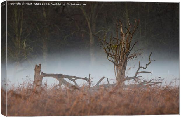 Storm tree damge with morning mist Canvas Print by Kevin White