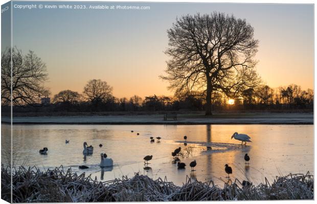 Swan and Coots inspecting edge of thin ice Canvas Print by Kevin White