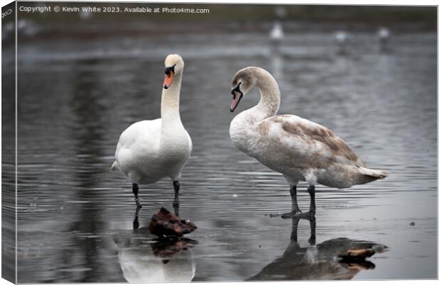 Adult mute swan experiencing thin ice with juvenile Canvas Print by Kevin White