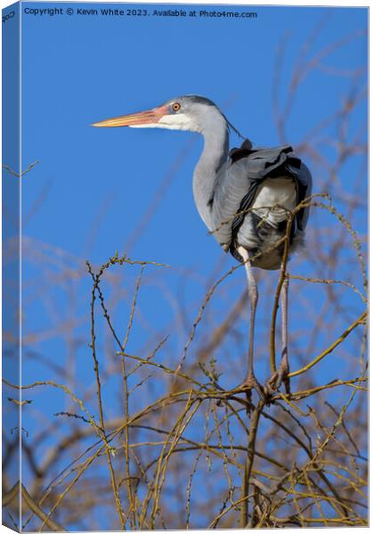 Grey heron balancing high on thin branches Canvas Print by Kevin White