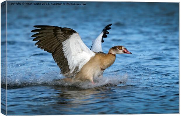The goose has landed Canvas Print by Kevin White