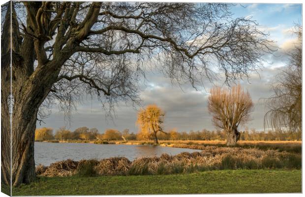 First February sun at Bushy Park Surrey Canvas Print by Kevin White