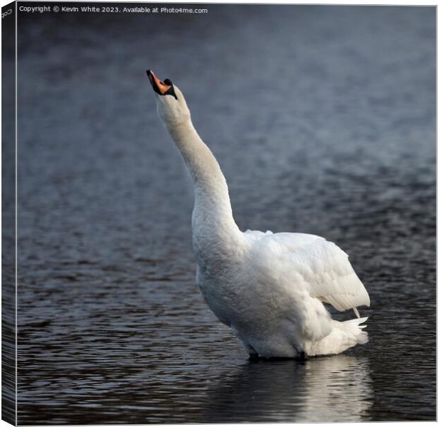 Swan making a trumpet sound Canvas Print by Kevin White