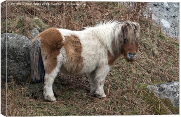 Fluffy cute pony on Dartmoor Canvas Print by Kevin White