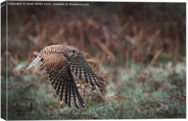 Common Kestrel flying low to ground Canvas Print by Kevin White