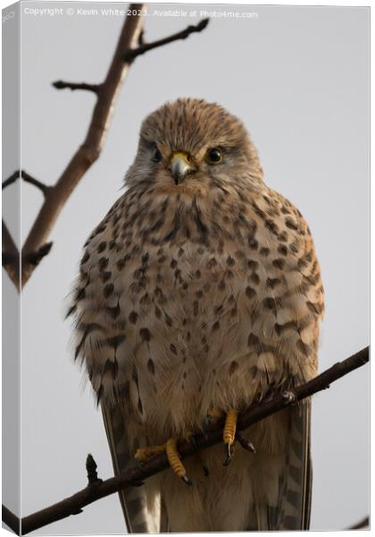 Portrait of a Common Kestrel Canvas Print by Kevin White