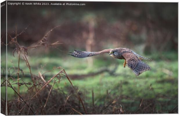 Kestrel flying in for the kill Canvas Print by Kevin White