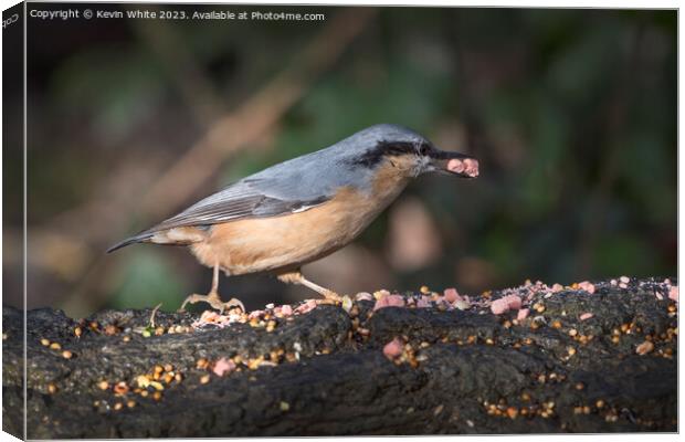 Nuthatch feeding at nature reserve Warnham in Southern England Canvas Print by Kevin White