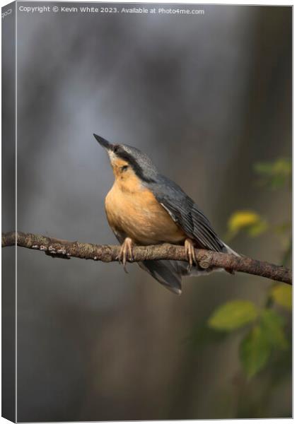 Nuthatch has spotted something further up the tree Canvas Print by Kevin White