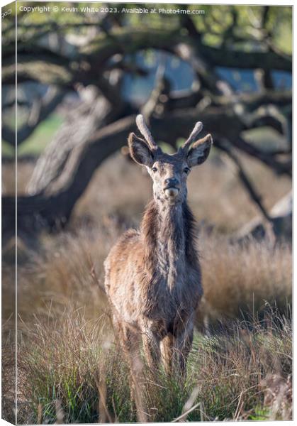 Young stag deer watching me watching him Canvas Print by Kevin White