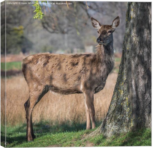 Molting deer in the springtime Canvas Print by Kevin White