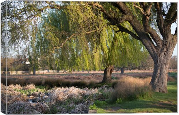Magnificent Weeping Willow trees Canvas Print by Kevin White