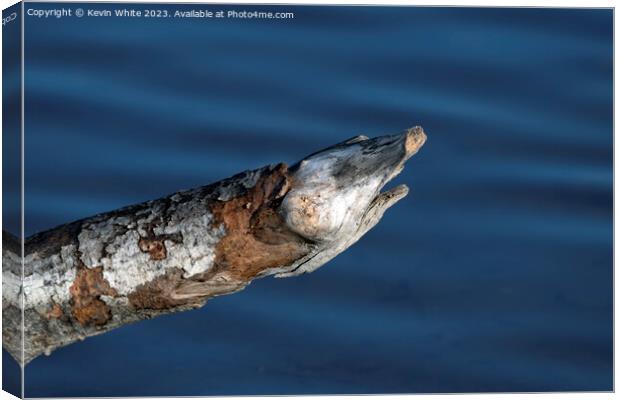 Log in pond Pike lookalike Canvas Print by Kevin White