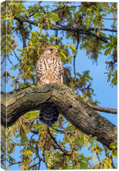 Springtime with the common Kestrel Canvas Print by Kevin White