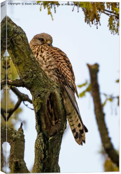 Wild Kestrel resting on old tree Canvas Print by Kevin White