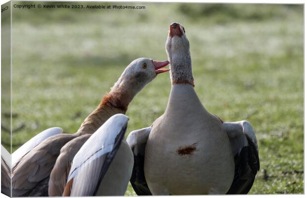 A pair of geese singing out loud Canvas Print by Kevin White