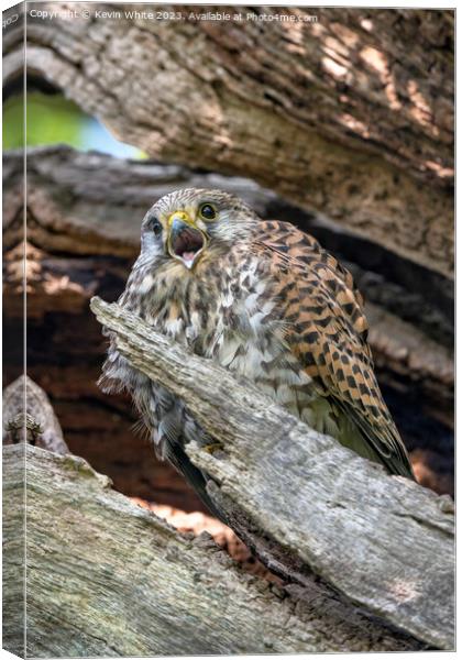 Common kestrel calling from tree nest Canvas Print by Kevin White