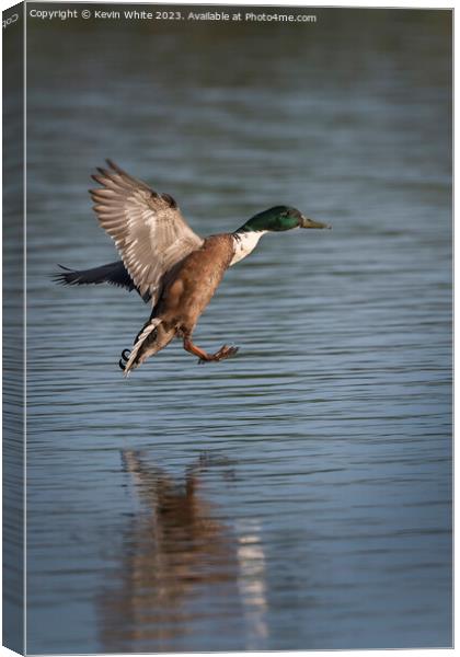 Mallard duck coming into splash landing Canvas Print by Kevin White