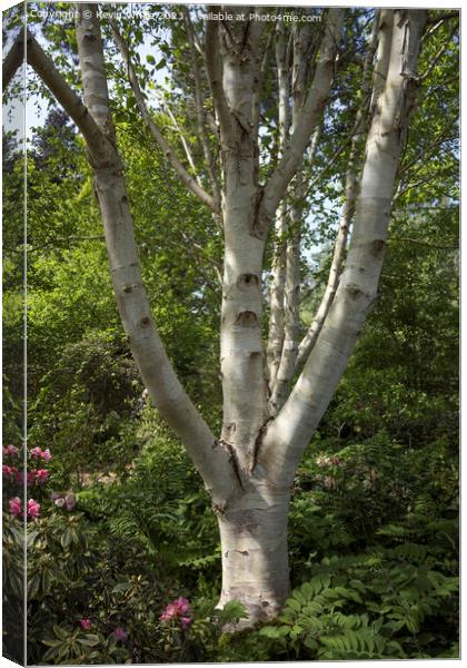 Beautiful bark of the silver birch tree Canvas Print by Kevin White